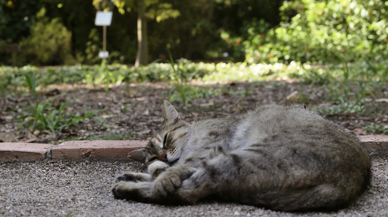 Cats de la Calle: Clinics, Cafes and Colonies in Valencia, Spain