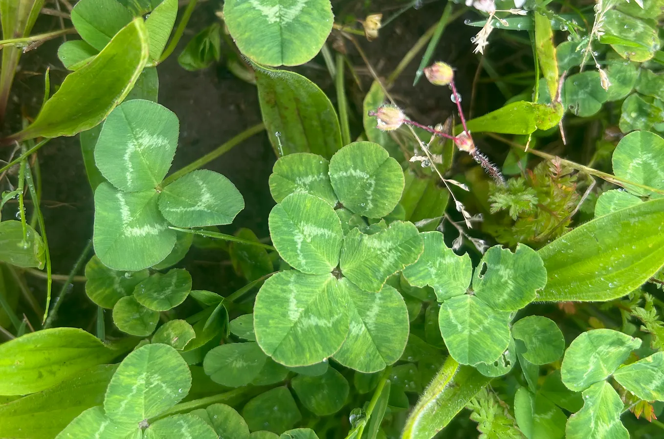 Finding Four-Leaf Clovers