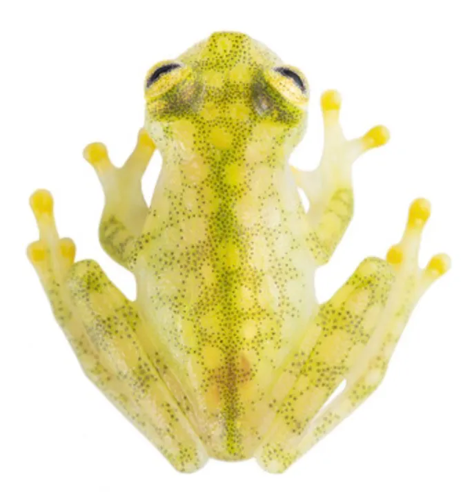 Exploring Frogs With Transparent Skin