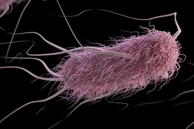 E. coli Exposed: Navigating the Pathogen’s Impact on Public Health”