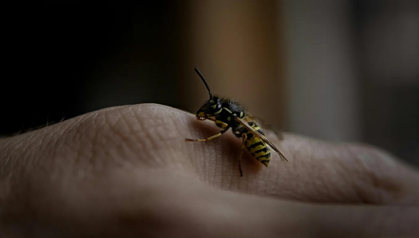 What Insects Teach Us About Individuation