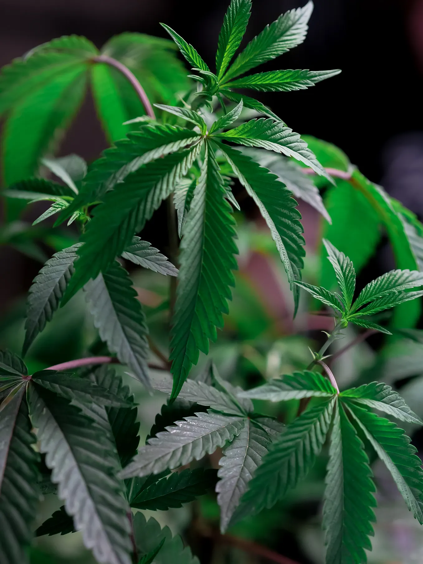 Cannabis Boom to Bust