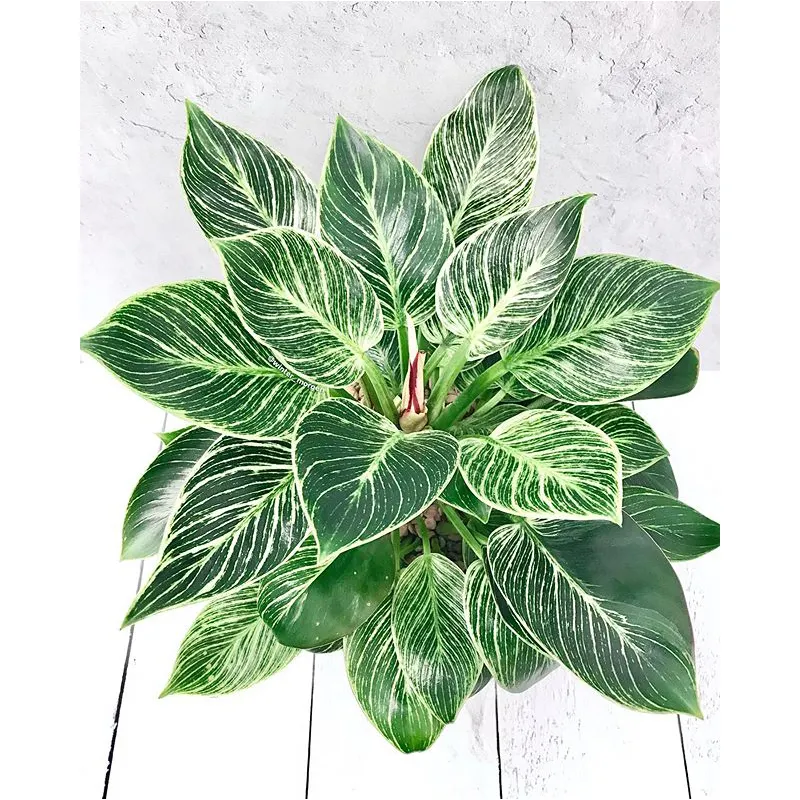 Monstera "Borsigiana" vs. "Deliciosa" What is differencece? | 9Plant