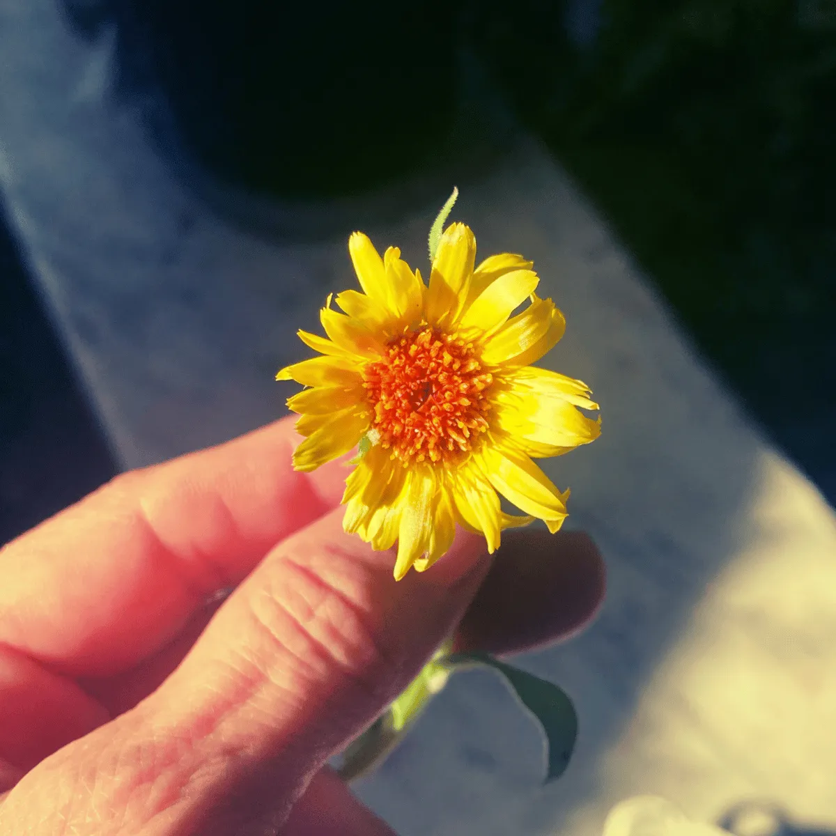 organic calendula flower grown from seed