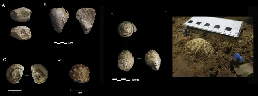 When Neanderthals Collected Fossils