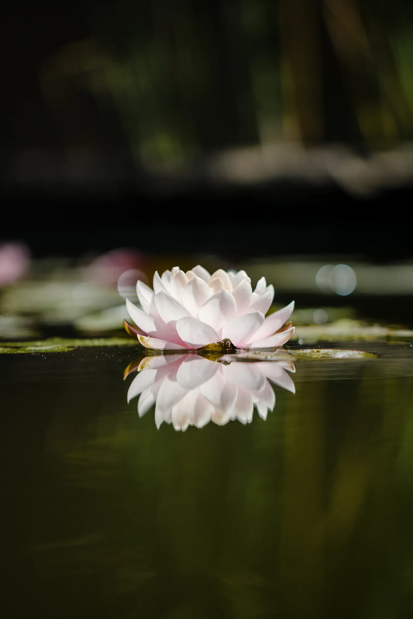 Lily Pads: The Natural Way to Improve Your Pond’s Health