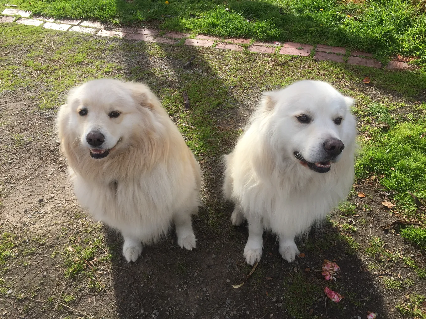 Samoyed retriever hot sale mix