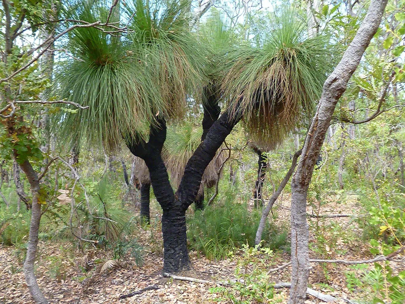 Why did we call Xanthorrhoea “Black Boys” in Australia?