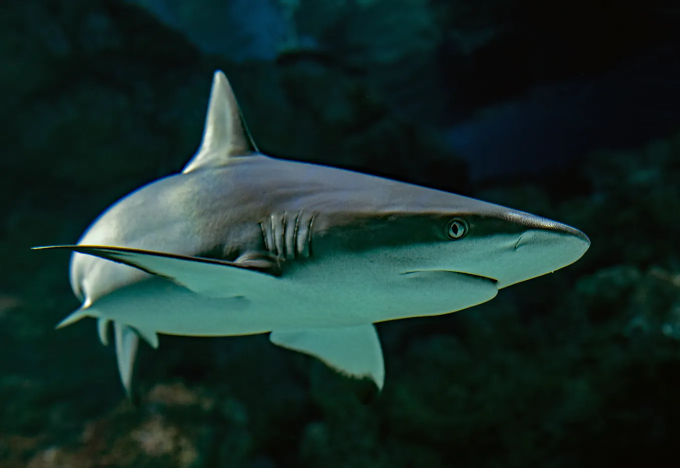 Image of a white pointer shark to illustrate the introduction to the song Mack the Knife.