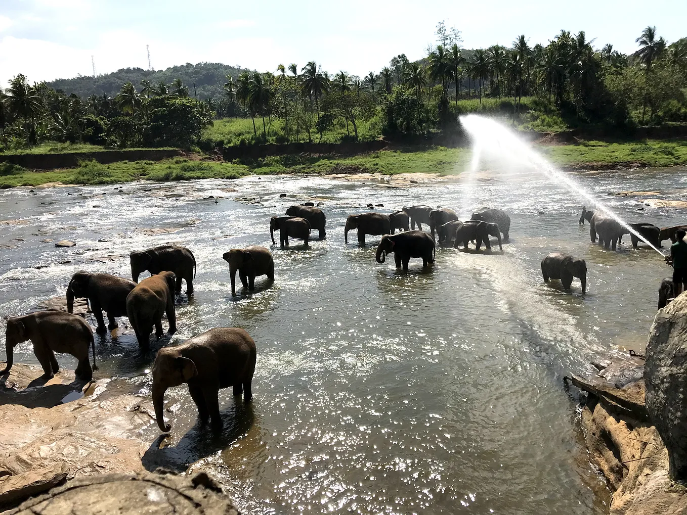 Elephant Bathing at Pinnawala