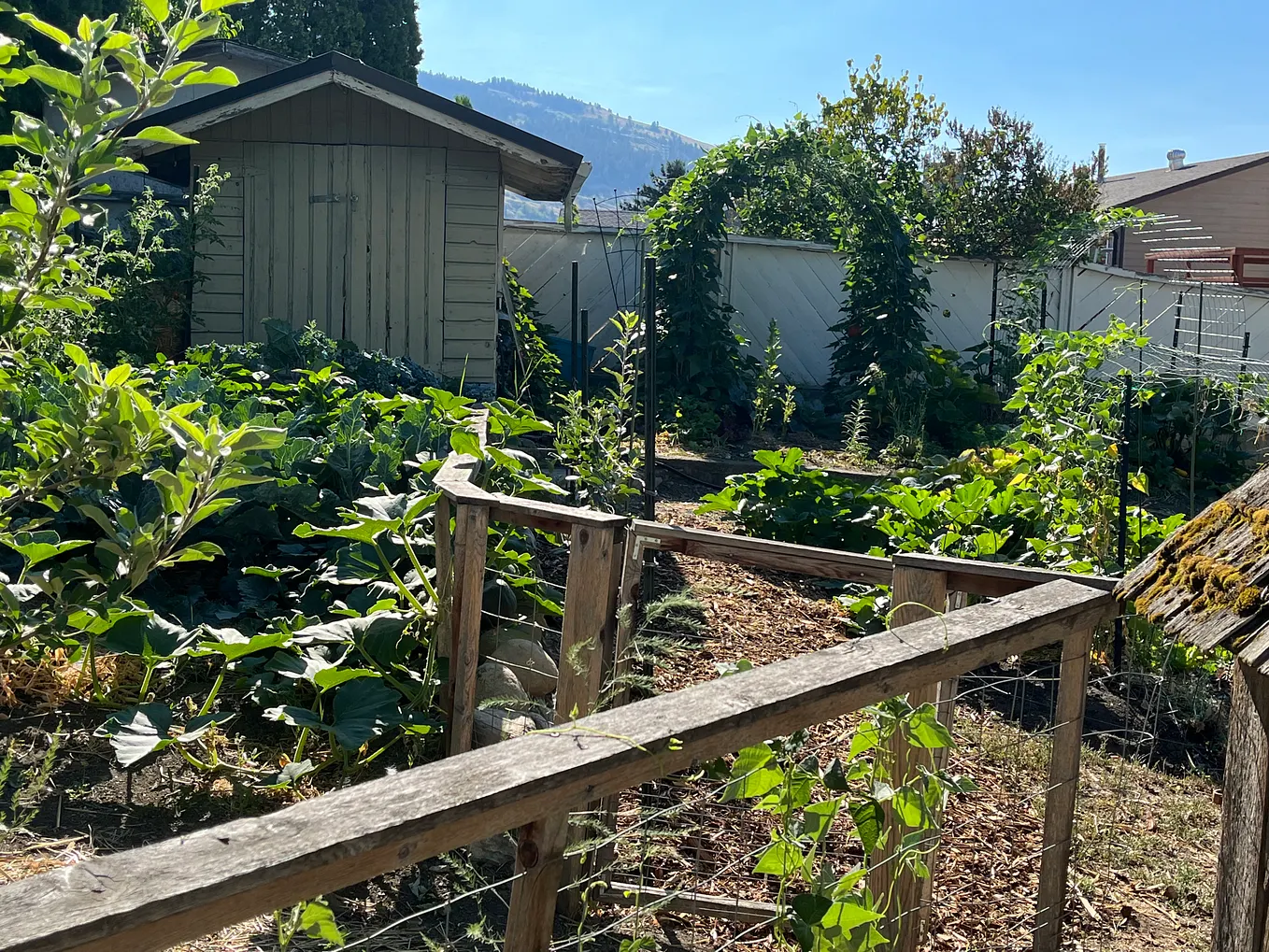 A Backyard Urban Food Forest: Year One