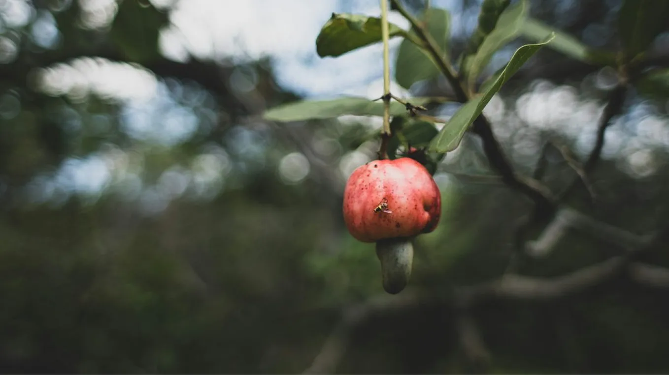 The Surprising Toxic Nature of Cashews: A Journey into Their Origins and Processing