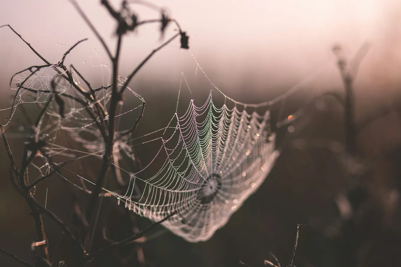 The story of the christmas spider