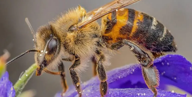 A Buzzing Problem
Have you ever paused to appreciate the gentle hum of a bee?