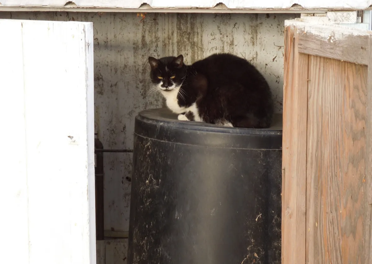 How I Won the Affection of My Neighbor’s Cat