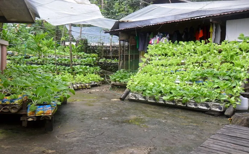 Safety of food grown in plastic containers | by Willem Van Cotthem |  Container gardening | Medium