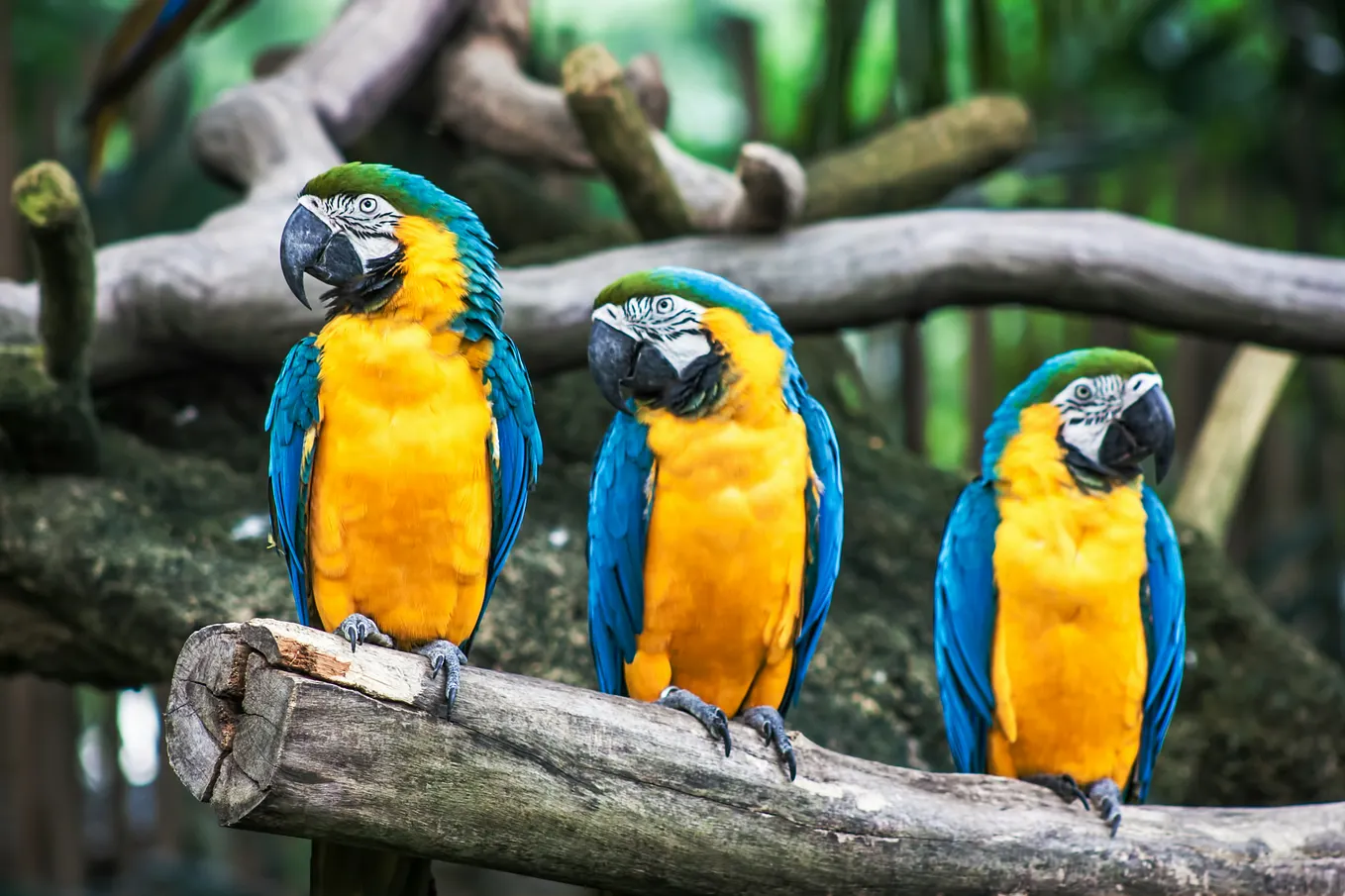 The Internet’s Best Free AI Tools Are Hiding in Plain Sight