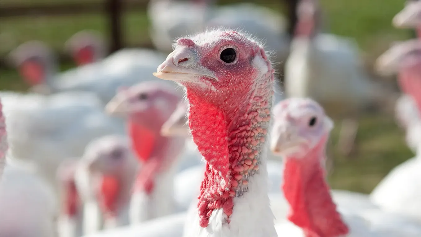 The Truth About Turkey Farming and Thanksgiving