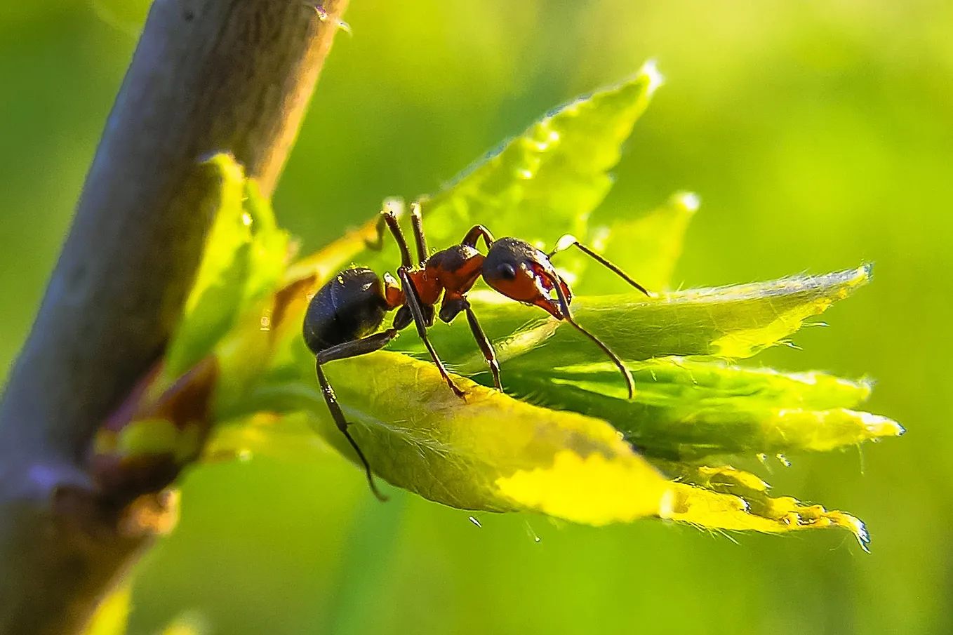 Don’t Blame Each Other for Anything. Just Ask: “Who Shook the Jar of Ants?”