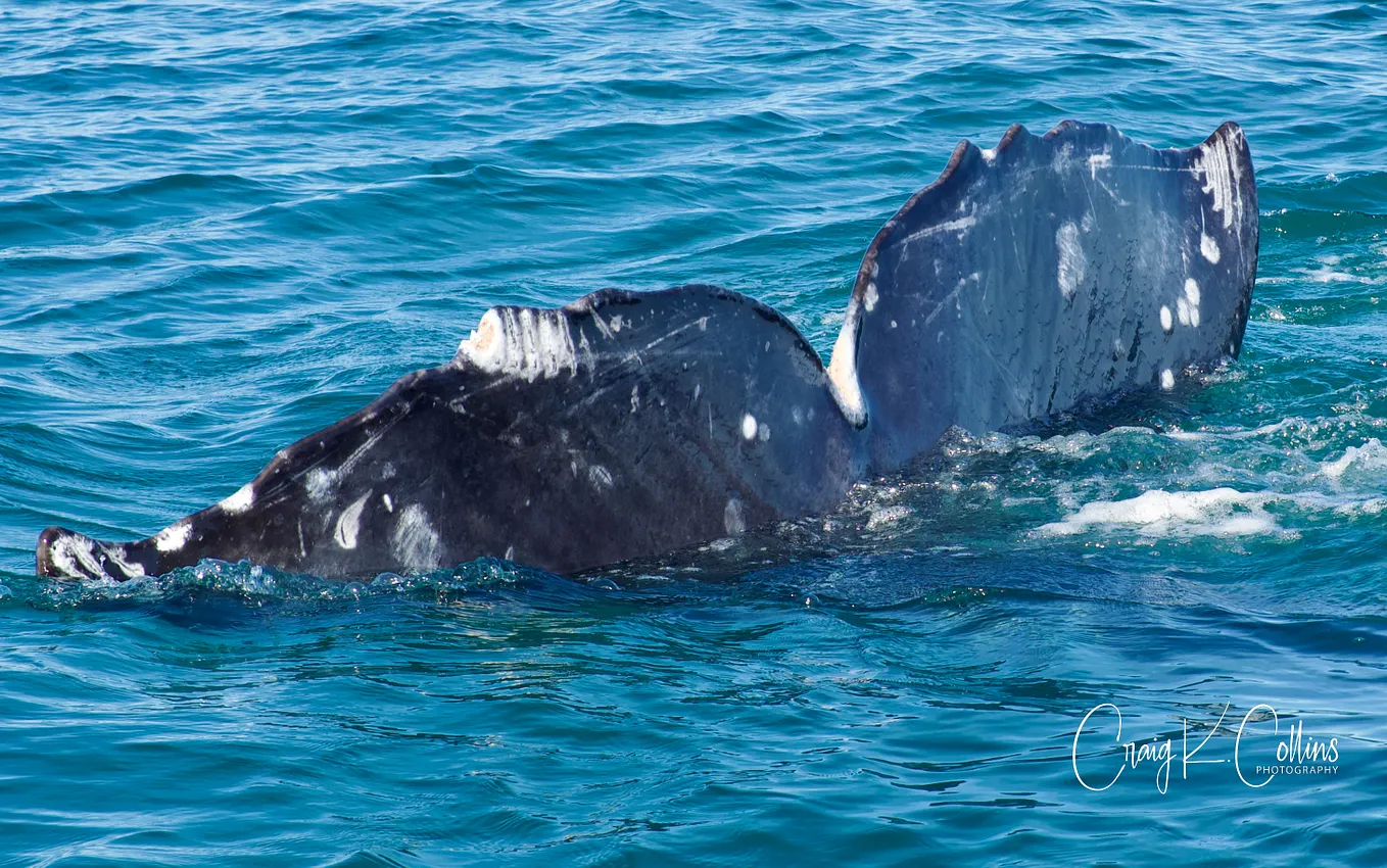 That Time I got Blasted in the Face with Whale Snot