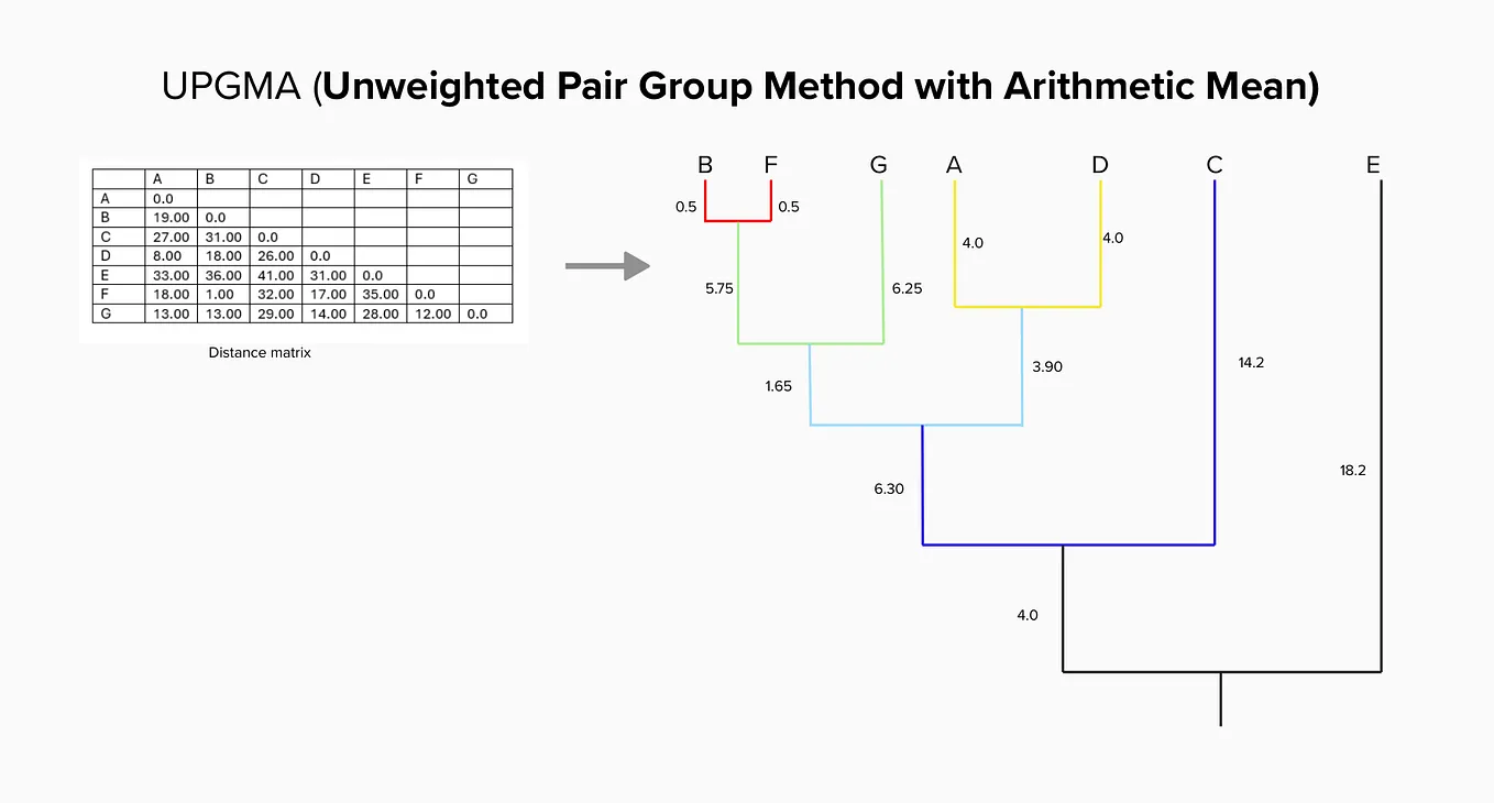 Decoding Evolutionary Paths: A Guide to UPGMA Method for Constructing Phylogenetic Trees