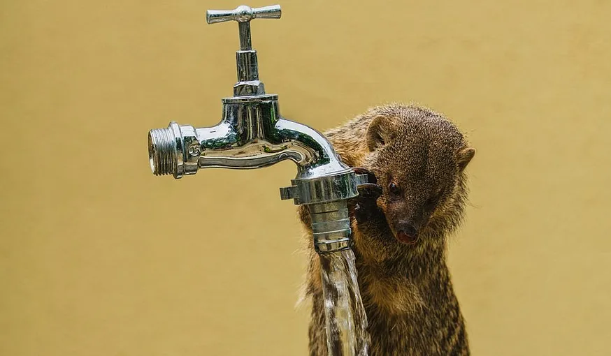 A rat holding on to a water tap