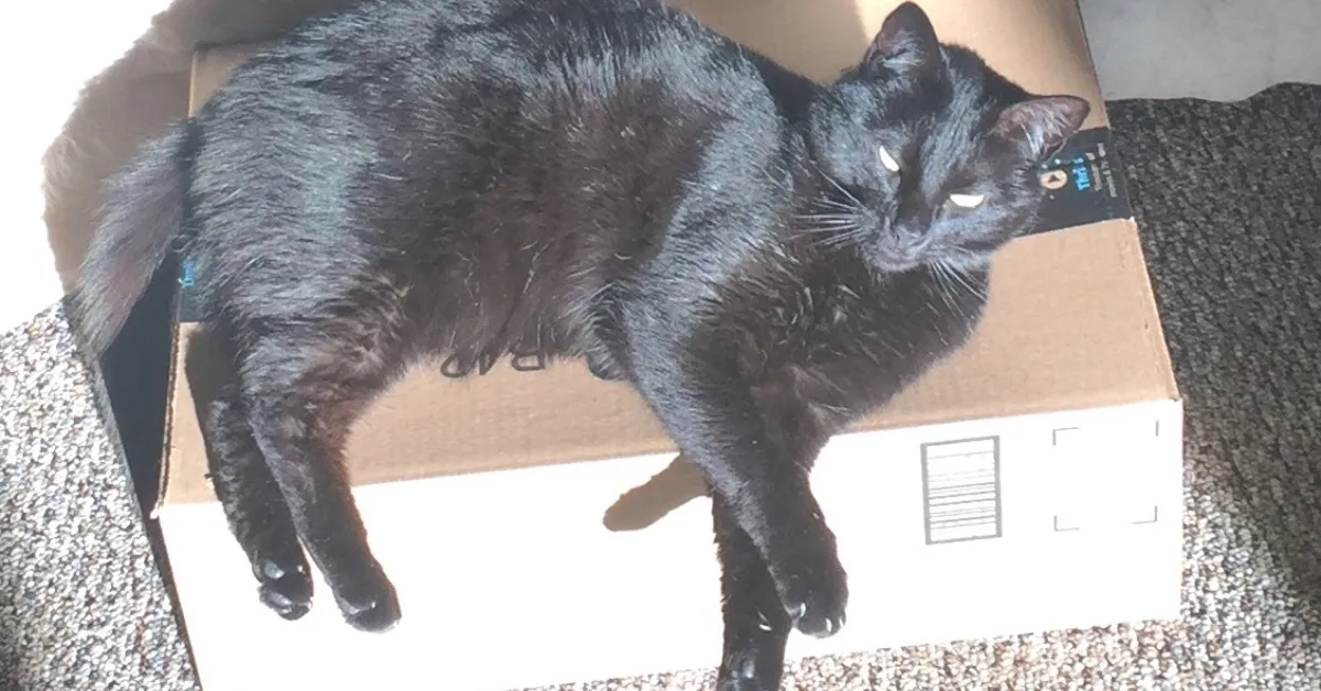 Black cat on amazon box