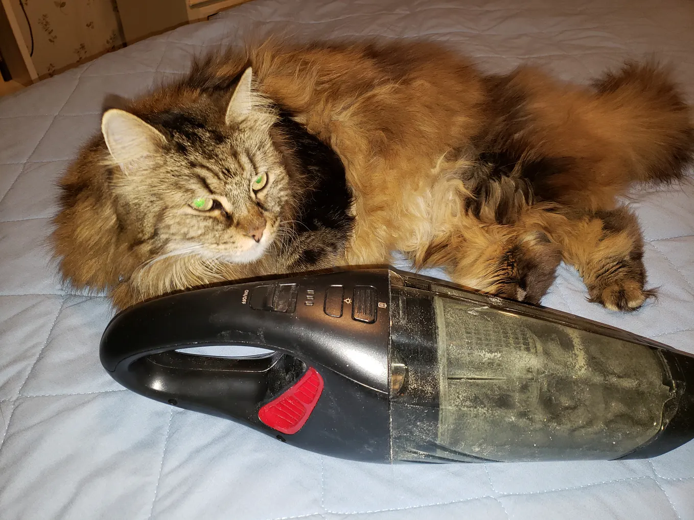 The Best Vacuum for Cleaning Kitty Litter