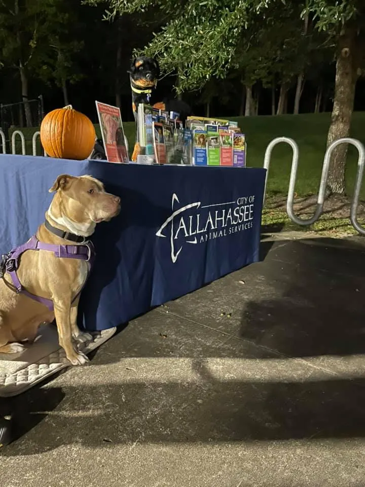 Big beige bulldog mix dog by a blue tablecloth.
