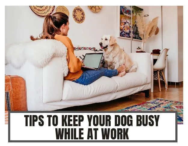 How to Keep a Dog Entertained While at Work