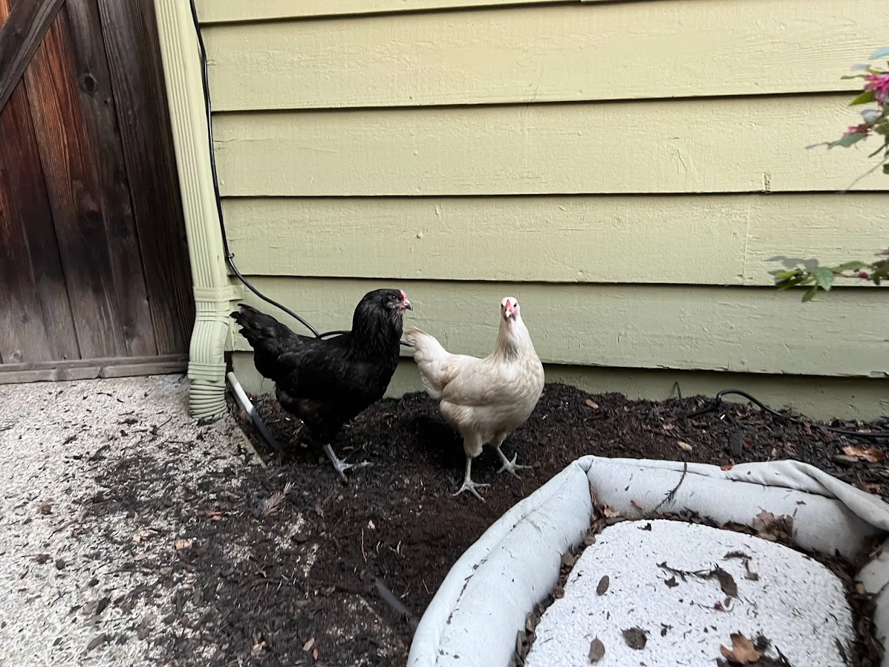 Letting Backyard Chickens Free-Range Unsupervised