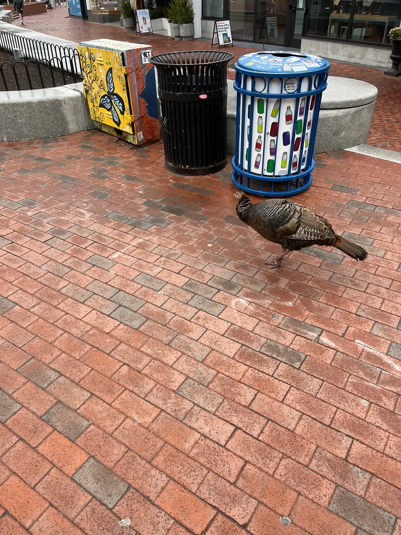 There are Turkeys at Harvard