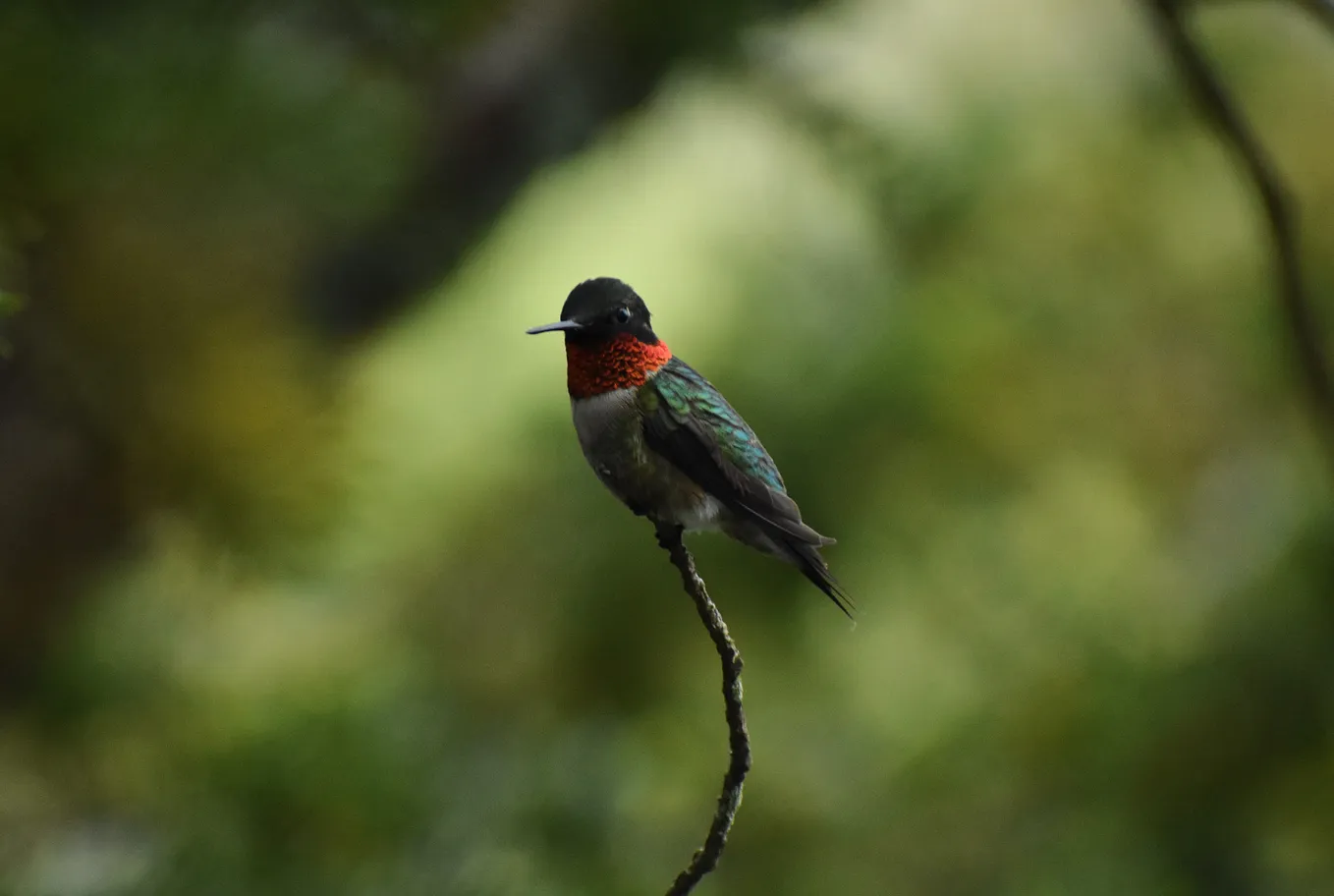 Male Ruby-throated Hummingbird perched on a branch. Photo by author.