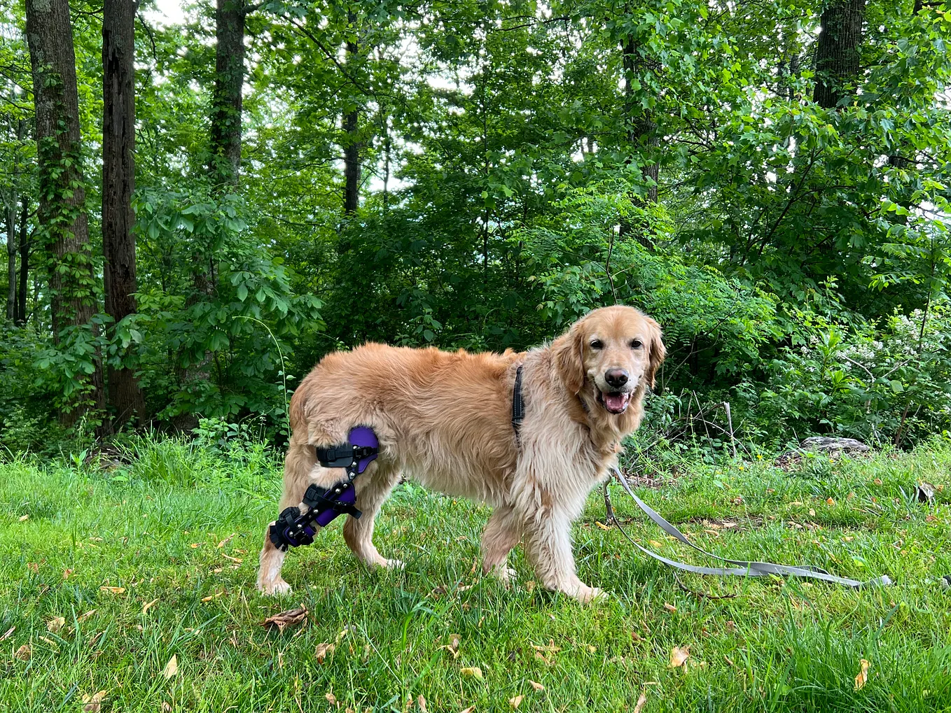 I Decided Against Surgery for My Dog