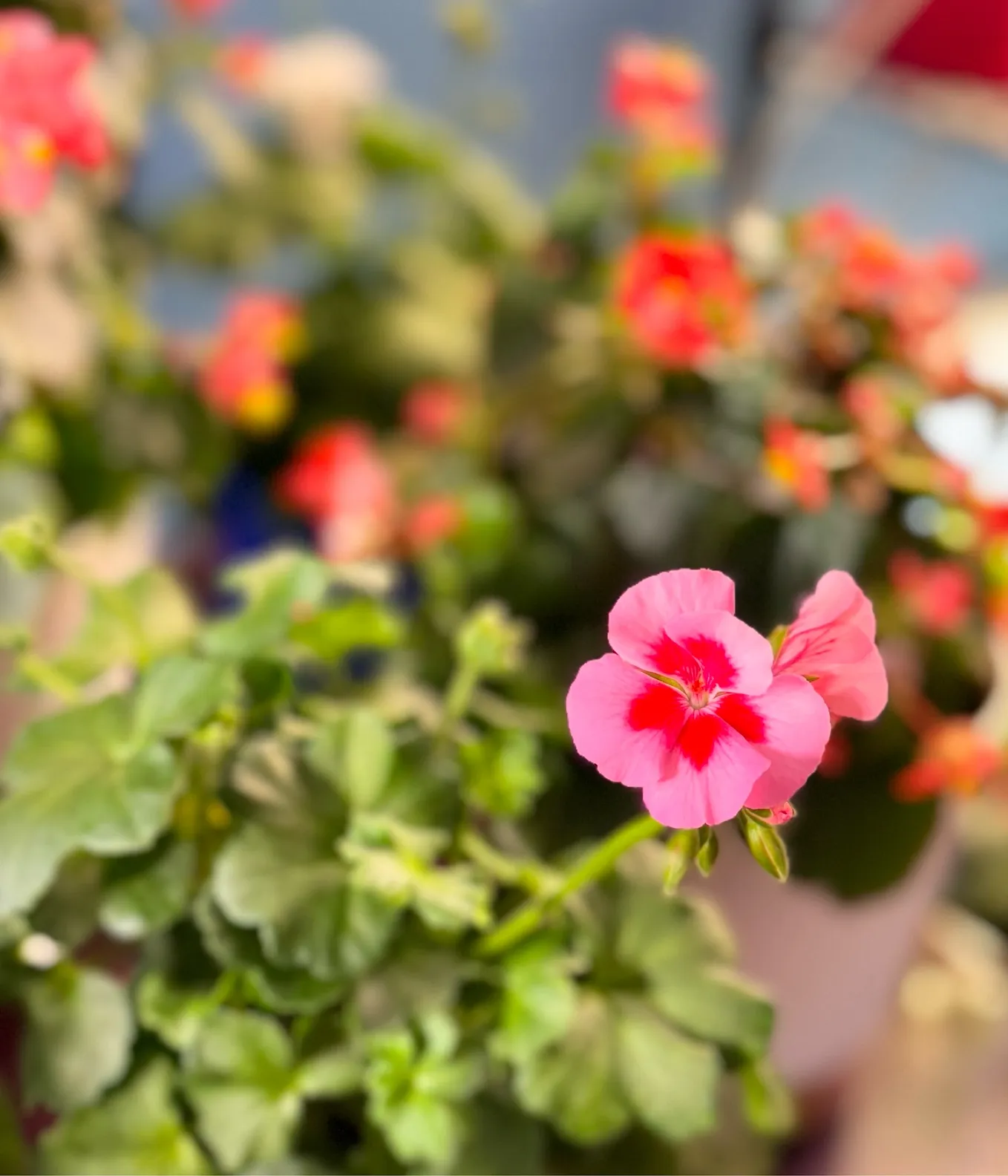 Picture of a pink geranium with blurred background, greens an florals