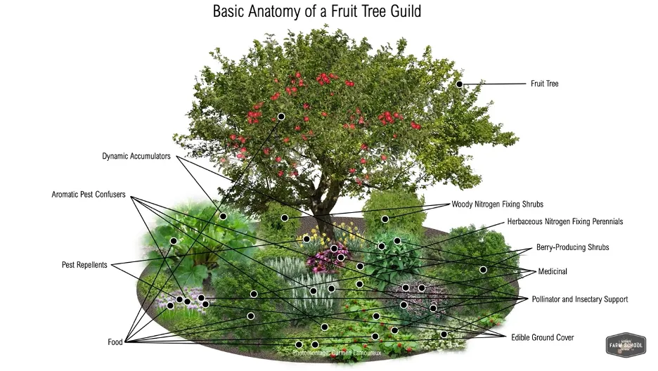 Essential Elements of Creating an Abundant Food Forest