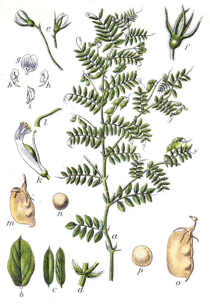 Rapunzel’s Vegetable: Rampion — A Botanical History | by Danielle ...