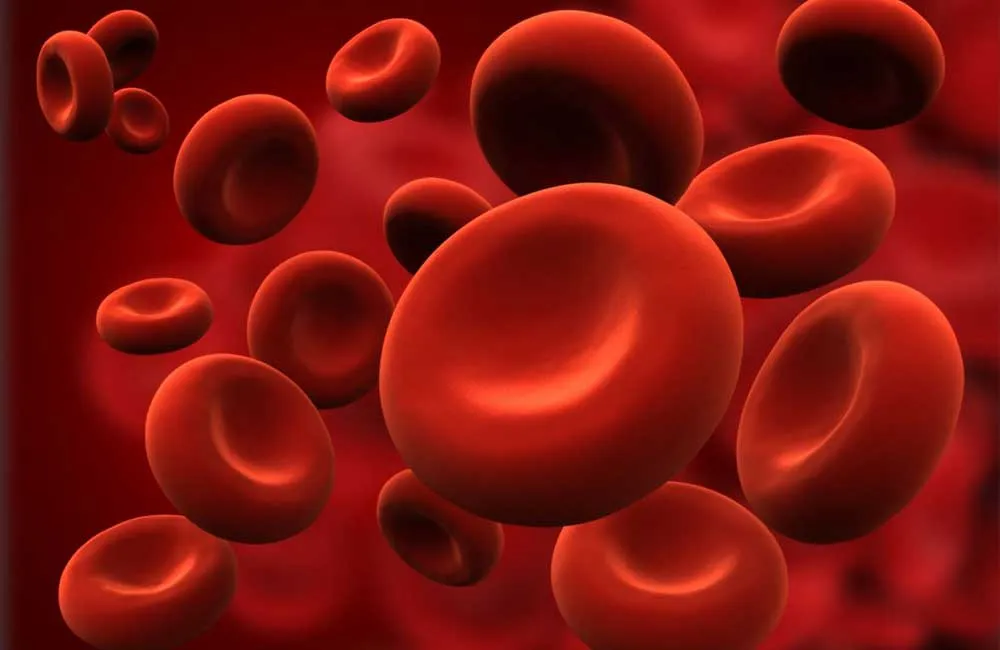 Understanding Anemia: Causes, Symptoms, and Treatment Options for the Anemic Patient