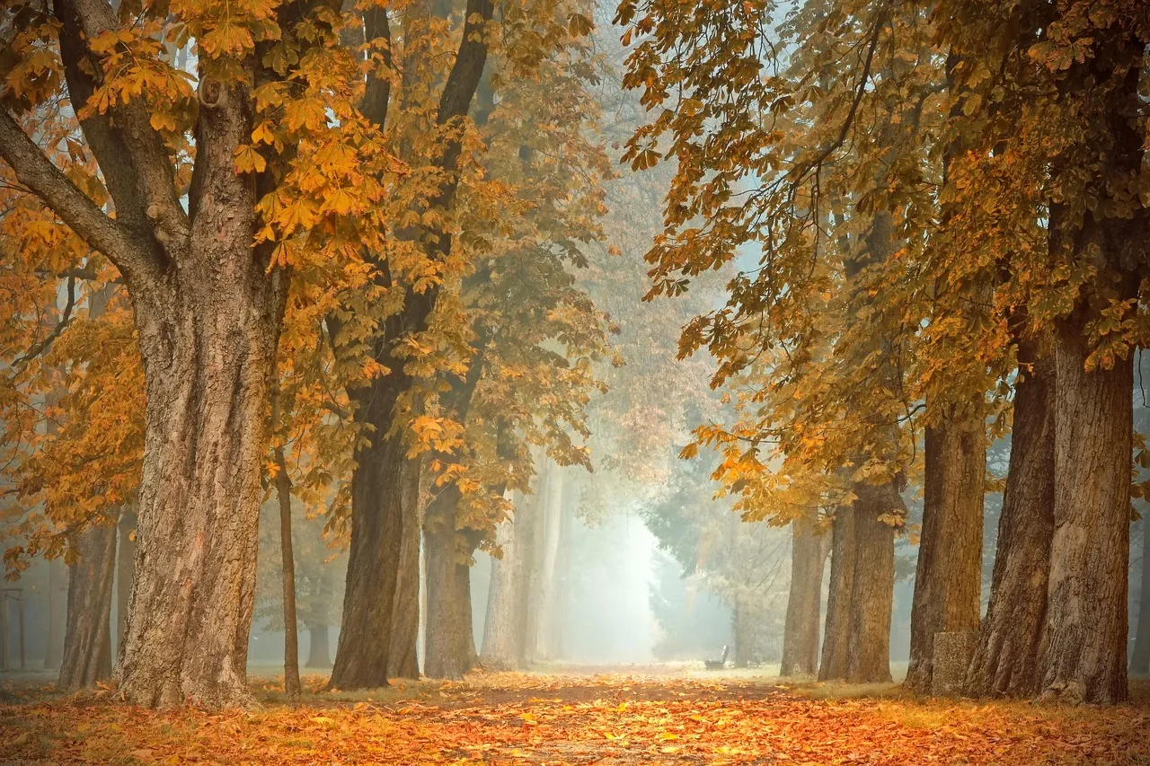 Autumn woodland scene, mist, leaves falling onto a path through the trees