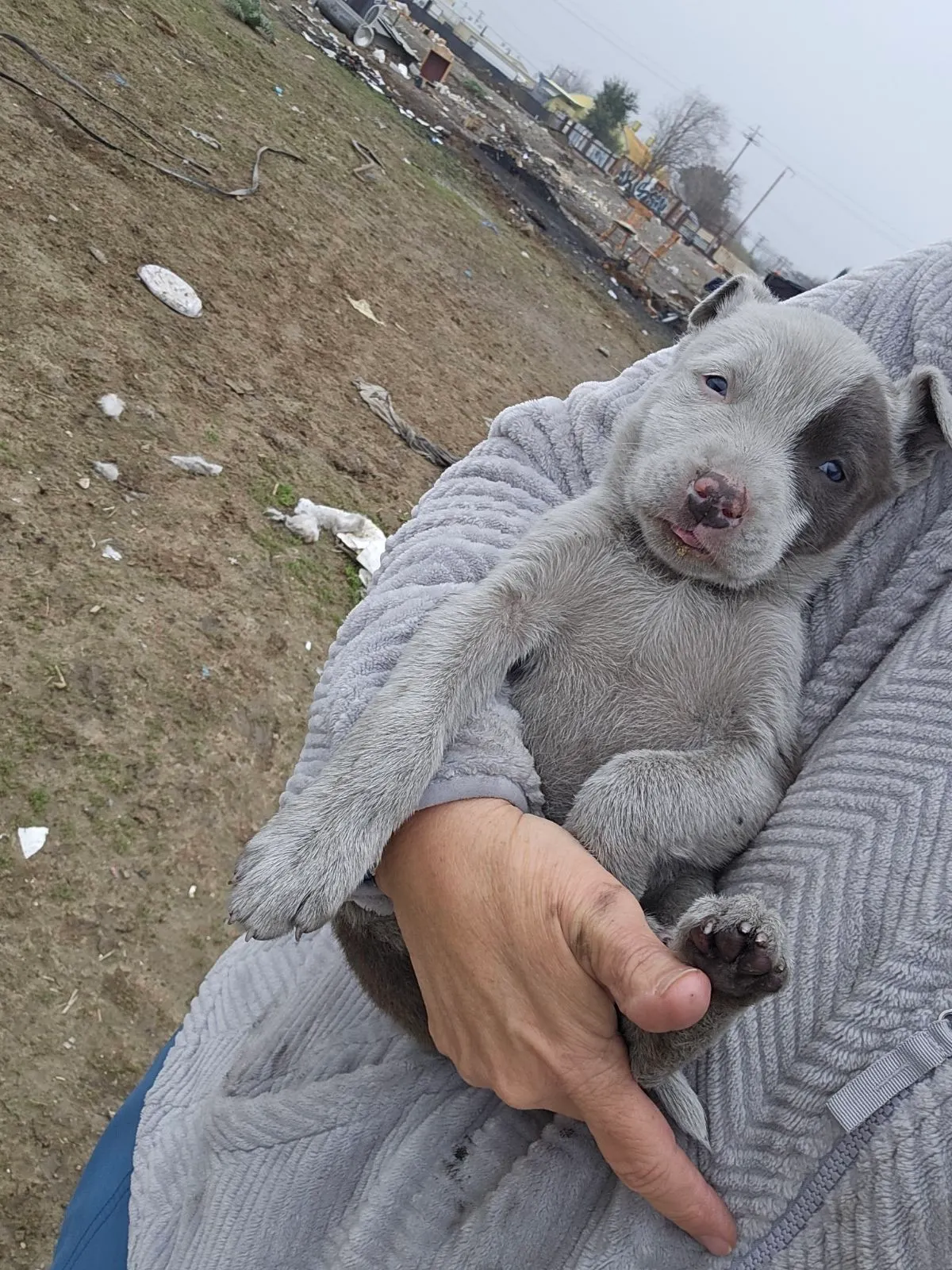 Helping Homeless Dogs: One Selfless Hero’s Story and How You Can Help