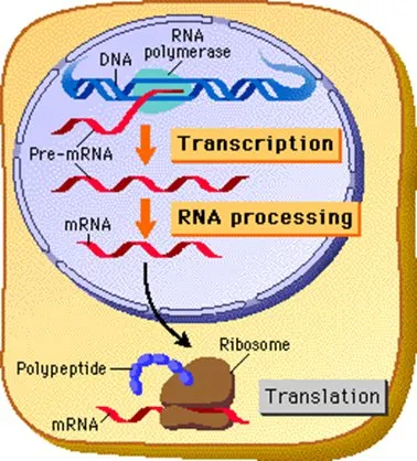 Where does protein synthesis take place?