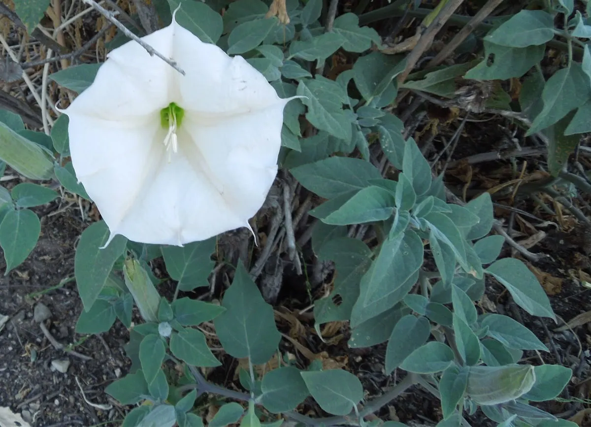 The Deceptive Jimsom Weed: Evil in Disguise