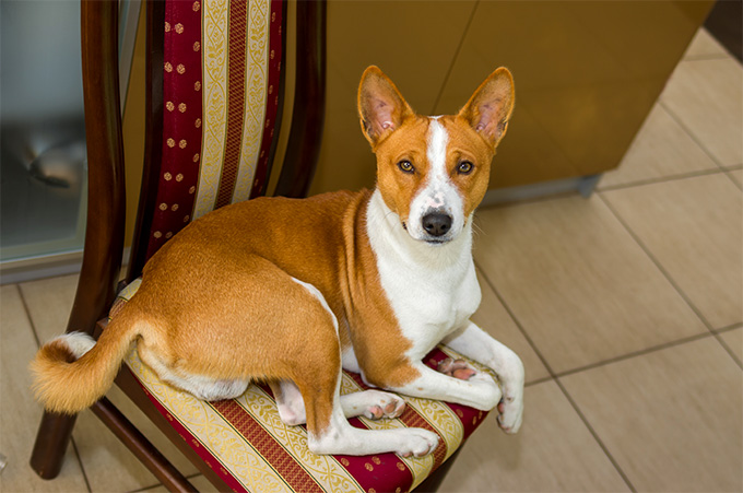 Basenji with hot sale kids