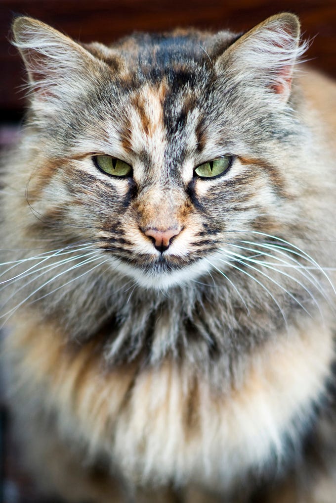 Forest Cat Breeds: Majestic Feline Wonders Revealed