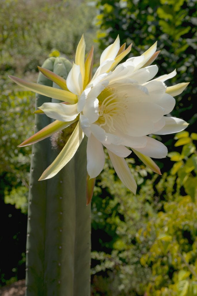 Huachuma Rising: This Cactus is Medicine For Modern Times | by Ocean  Malandra | Medium