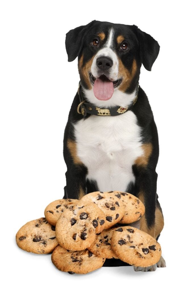 What Happens If Your Dog Eats Chocolate Chip Cookies: Urgent Risks Revealed