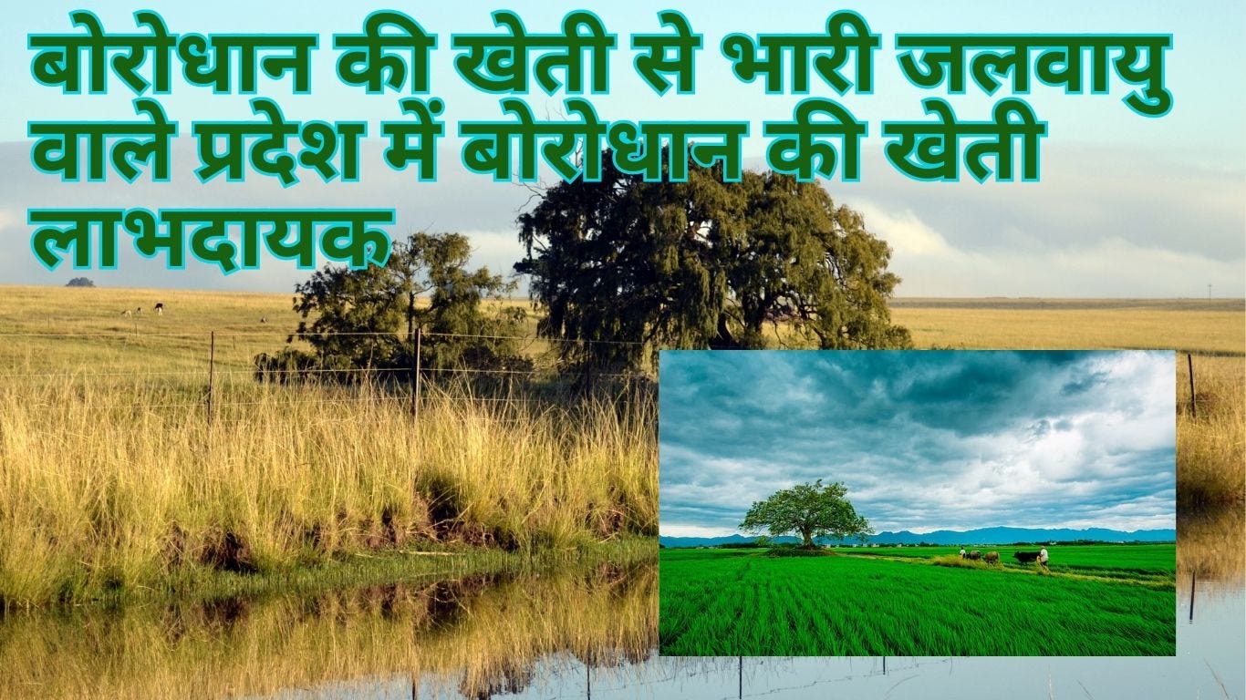 बोरोधान पर सम्पूर्ण जानकारी: उपयोग, फायदे और नुकसान