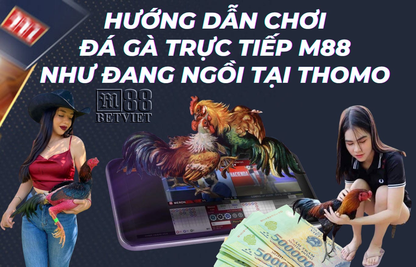 Hướng dẫn chơi đá gà trực tiếp M88 như đang ngồi tại Thomo