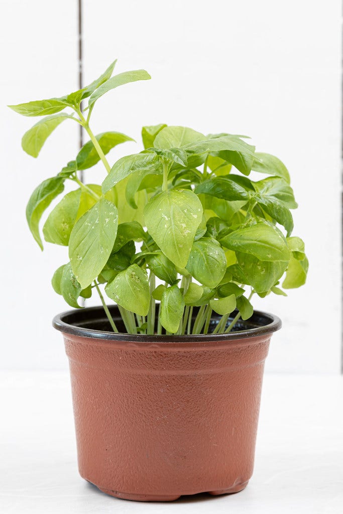 pachira aquatica money tree Pachira aquatica Stump – Plant Material main image 1