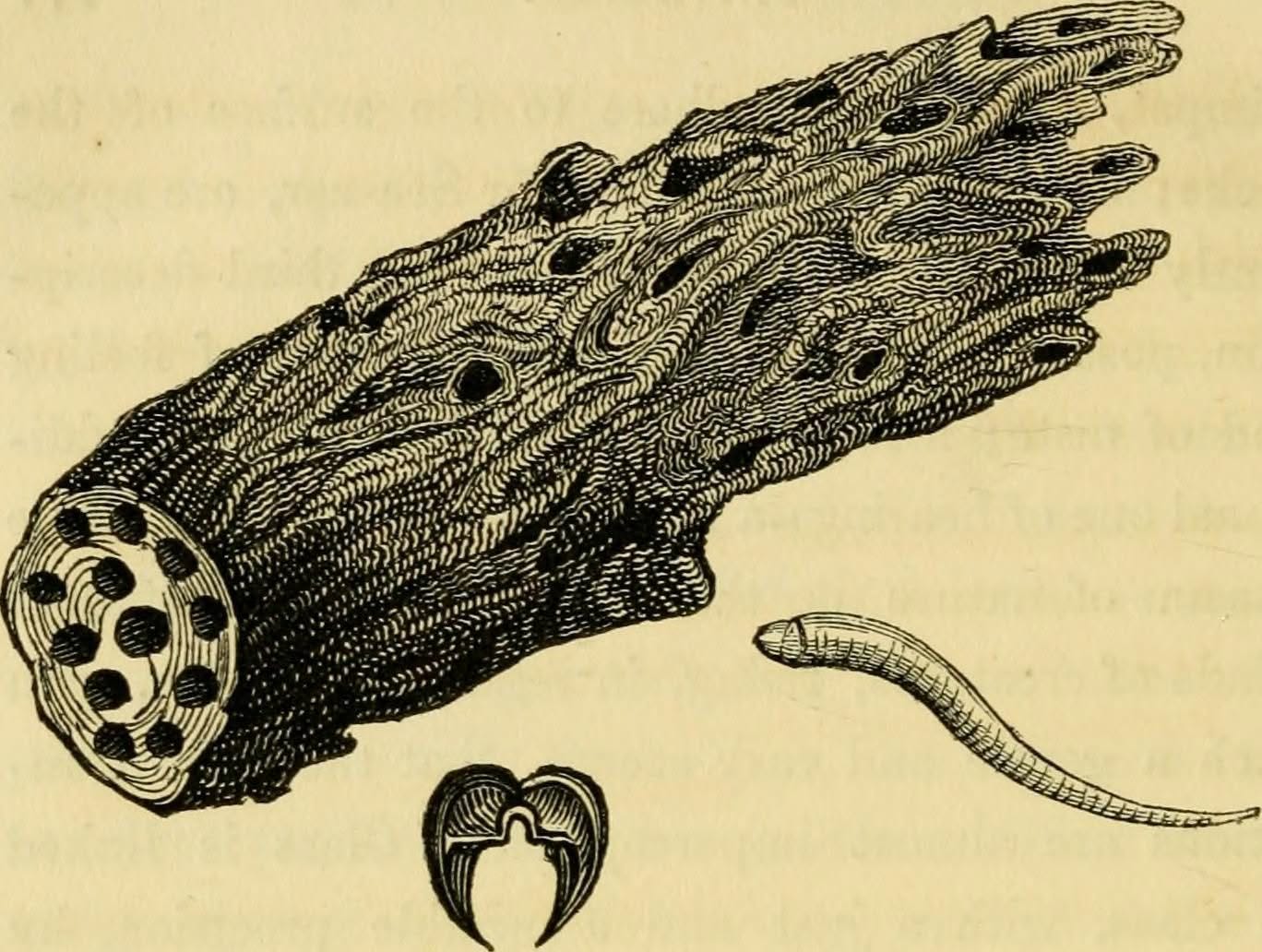 For most of human history, shipworms, aka Teredo worms, have been a bane to mariners.